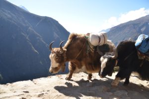 nepal mountain cultural tour